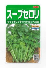 画像: 送料無料　[セロリ]　スープセロリ　約2600粒　(株)サカタのタネ　実咲250（002998）