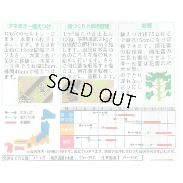 画像2: 送料無料　[ブロッコリー]　緑嶺　約110粒　(株)サカタのタネ　実咲450（002930） (2)