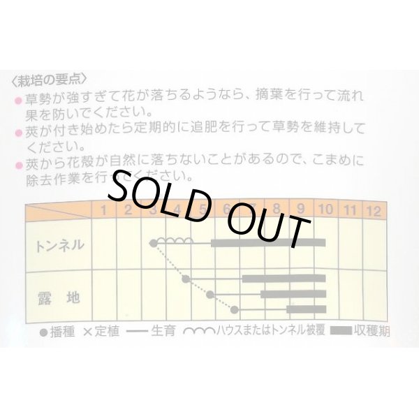 画像2: 送料無料　[オクラ]　白い丸莢オクラ　1000粒　松永種苗(株) (2)