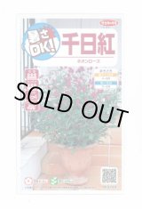 画像: 送料無料　花の種　千日紅　ネオンローズ　約50粒　(株)サカタのタネ　実咲350（026117）