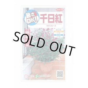 画像: 送料無料　花の種　千日紅　ネオンローズ　約50粒　(株)サカタのタネ　実咲350（026117）