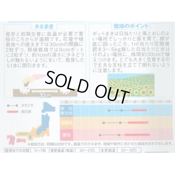 画像2: 送料無料　花の種　ひまわり　ビューティフルサン　約7平米用　(株)サカタのタネ　実咲350（026179） (2)