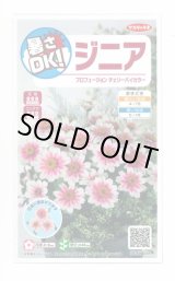 画像: 送料無料　花の種　ジニア　プロフュージョン　チェリーバイカラー　約10粒　(株)サカタのタネ　実咲250（026281）