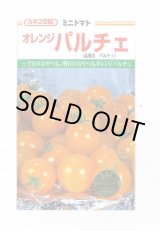 画像: 送料無料　[トマト/ミニトマト]　オレンジパルチェ　1000粒　カネコ交配