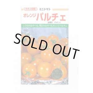 画像: 送料無料　[トマト/ミニトマト]　オレンジパルチェ　1000粒　カネコ交配