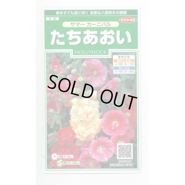 画像1: 送料無料　花の種　たちあおい　サマーカーニバル　約25粒　　(株)サカタのタネ　実咲250（026292） (1)