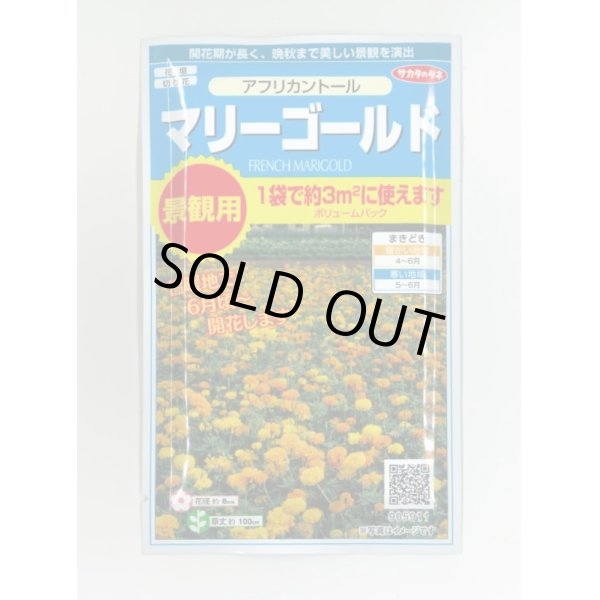 画像1: 送料無料　花の種　マリーゴールド　アフリカントール　約3平米用　(株)サカタのタネ　実咲350（026180） (1)