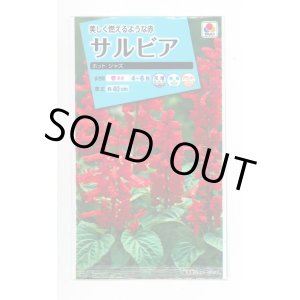 画像: 送料無料　花の種　サルビア　ホットジャズ　小袋　タキイ種苗(株)