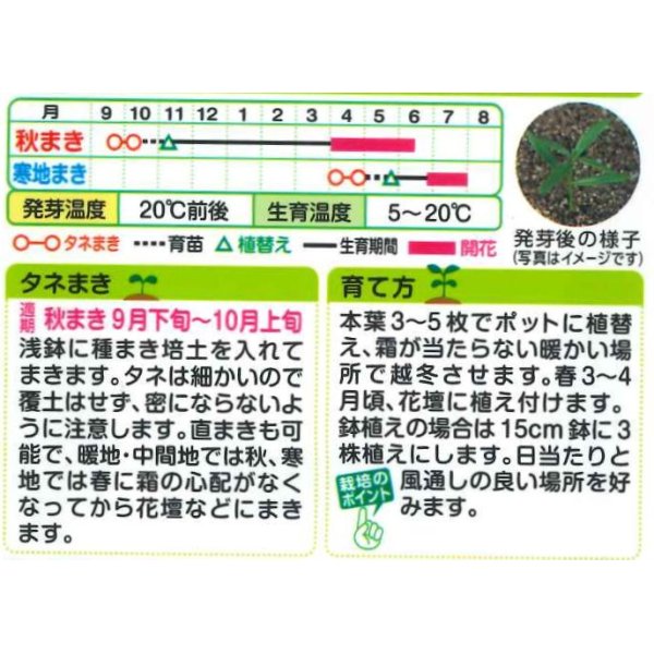 画像2: 送料無料　花の種　リナリア　グッピー混合　小袋　タキイ種苗(株) (2)