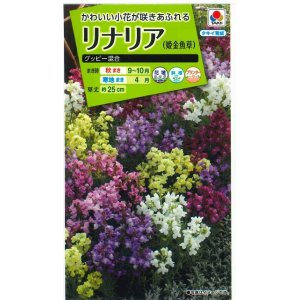 画像: 送料無料　花の種　リナリア　グッピー混合　小袋　タキイ種苗(株)