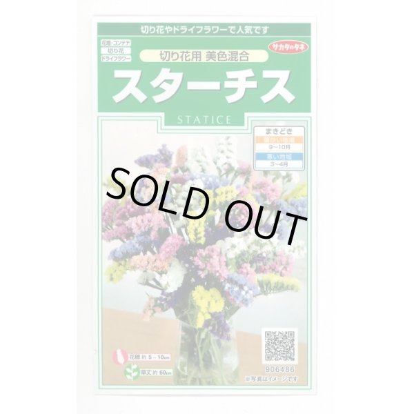 画像1: 送料無料　花の種　スターチス　切り花用　美色混合　約54粒　(株)サカタのタネ　実咲250（026254） (1)