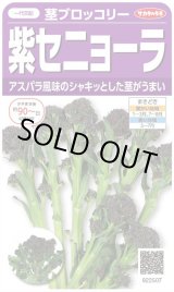 画像: 送料無料　[ブロッコリー]　紫セニョーラ　約20粒　（株）サカタのタネ(株)　実咲450（003235）