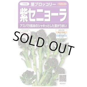 画像: 送料無料　[ブロッコリー]　紫セニョーラ　約20粒　（株）サカタのタネ(株)　実咲450（003235）