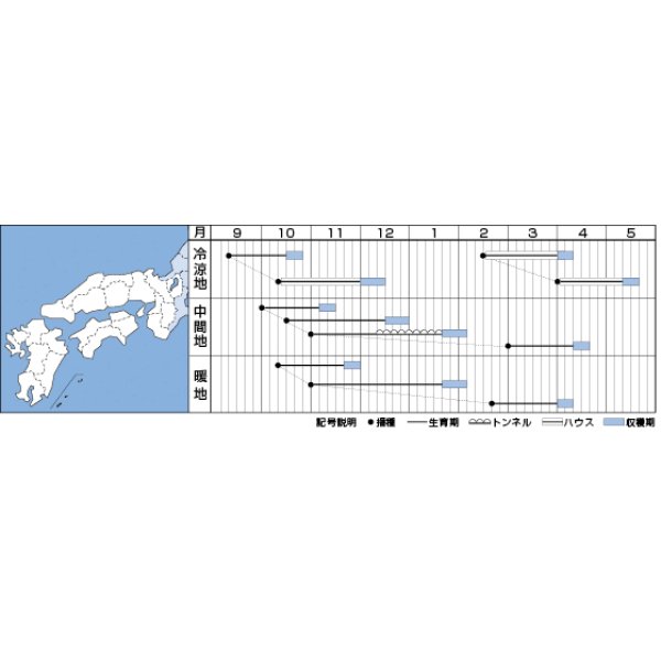 画像2: [ほうれんそう]　伸兵衛　3万粒(種子サイズ：L)　タキイ種苗(株) (2)