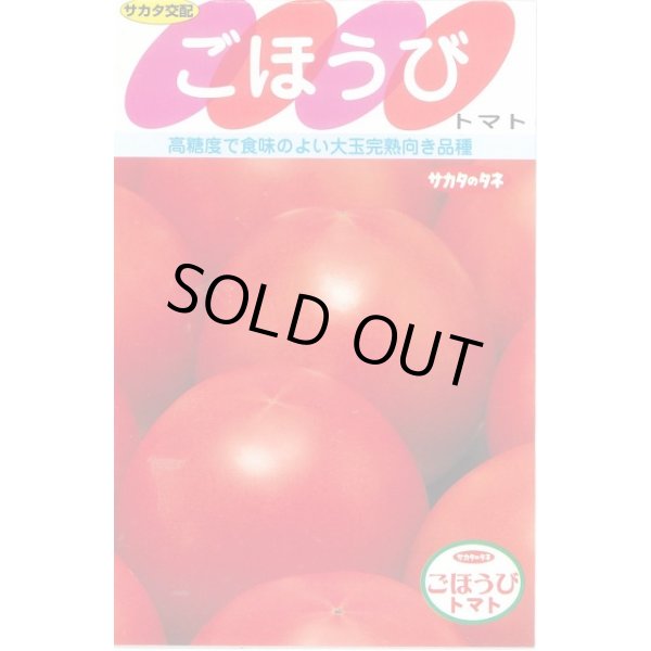 画像1: 送料無料　[トマト]　ごほうび　100粒　(株)サカタのタネ (1)