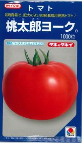 画像: 送料無料　[トマト/桃太郎系]　桃太郎ヨーク　1000粒　タキイ種苗(株)