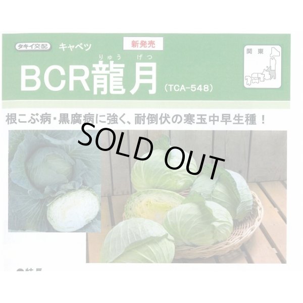 画像2: 送料無料　[キャベツ]　ＢＣＲ龍月　160粒　タキイ種苗(株)　DF (2)