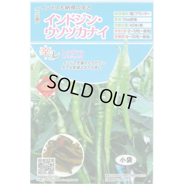 画像1: 送料無料　[とうがらし]　辛コレ　インドジン・ウソツカナイ　20粒　トキタ種苗(株) (1)