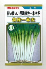 画像: 送料無料　[ねぎ]　羽緑一本太葱(コートしてません)5ml(およそ1,000粒）　(株)トーホク