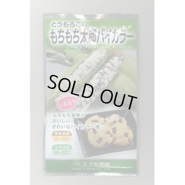 画像1: 送料無料　[とうもろこし]　もちもち太郎バイカラー　20ml(約70粒)　大和農園 (1)