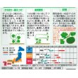 画像2: 送料無料　[かぼちゃ]　メルヘン　約10粒　(株)サカタのタネ　実咲450（002867） (2)