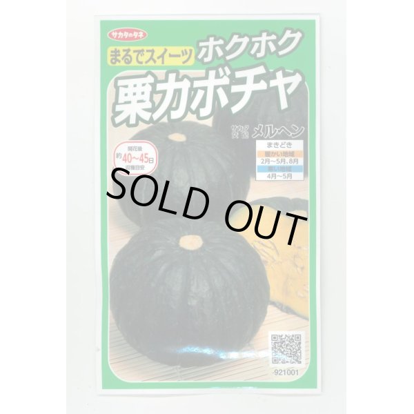 画像1: 送料無料　[かぼちゃ]　メルヘン　約10粒　(株)サカタのタネ　実咲450（002867） (1)