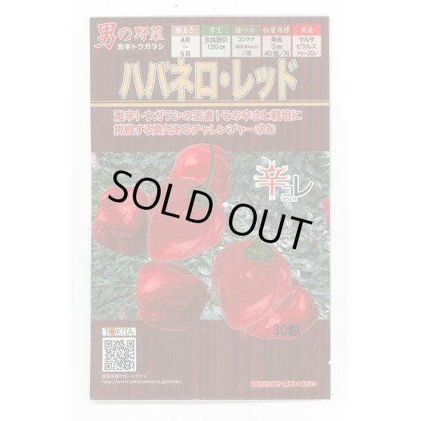 画像1: 送料無料　[とうがらし]　ハバネロ・レッド　30粒　トキタ種苗(株) (1)