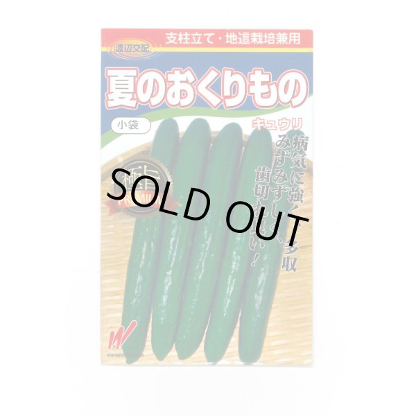 画像1: 送料無料　[キュウリ]　夏のおくりもの　20粒　渡辺交配 (1)