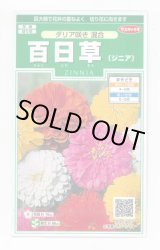 画像: 送料無料　花の種　百日草(ジニア)ダリア咲き混合　約40粒　(株)サカタのタネ　実咲250（026282）