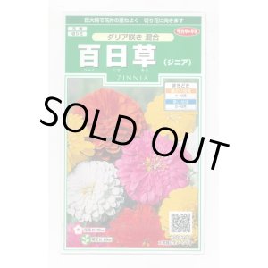 画像: 送料無料　花の種　百日草(ジニア)ダリア咲き混合　約40粒　(株)サカタのタネ　実咲250（026282）