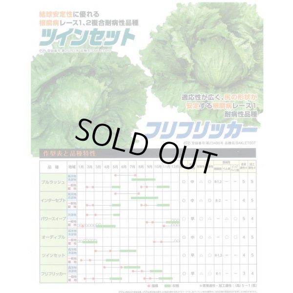 画像4: 送料無料　[レタス]　耐病大玉レタス(フリフリッカー)およそ140粒　(株)サカタのタネ　実咲350（003027） (4)