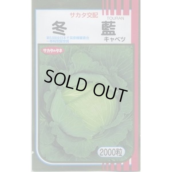 画像1: 送料無料　[キャベツ]　冬藍　2000粒　（株）サカタのタネ (1)