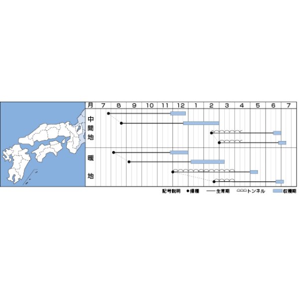 画像2: 送料無料　[人参]　京くれないEX　ペレット種子200粒　タキイ種苗(株) (2)