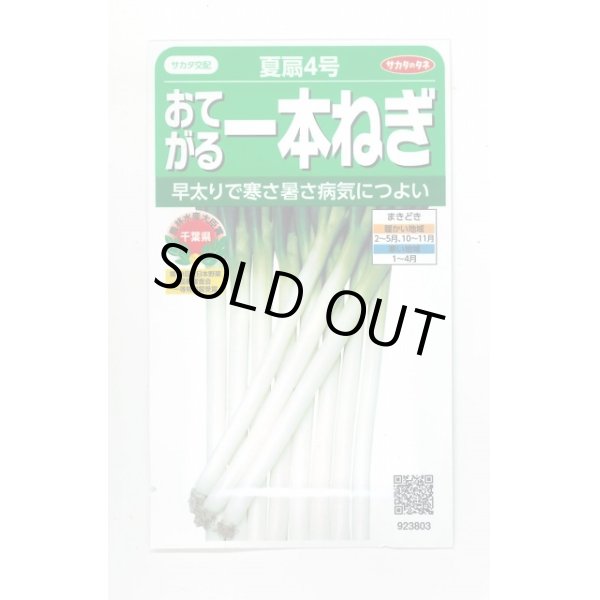 画像1: 送料無料　[ねぎ]　夏扇4号　約400粒　(株)サカタのタネ　実咲450（003044） (1)