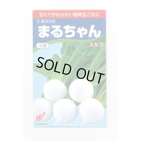 画像1: 送料無料　[かぶ]　まるちゃん(こかぶ)1000粒　渡辺農事(株) (1)