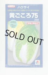 画像: 送料無料　[白菜]　黄ごころ75　20ml　タキイ種苗(株)