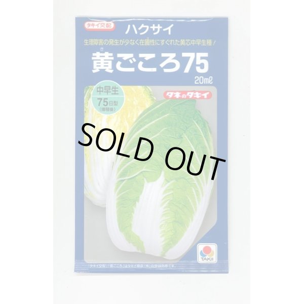 画像1: 送料無料　[白菜]　黄ごころ75　20ml　タキイ種苗(株) (1)