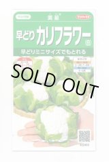 画像: 送料無料　[カリフラワー]　美星　約100粒　(株)サカタのタネ　実咲450（002925）