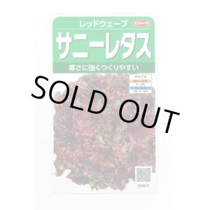 画像: 送料無料　[レタス]　レッドウェーブ　約1200粒　(株)サカタのタネ　実咲350（003031）