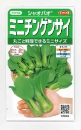 画像: 送料無料　[中国野菜]　シャオパオ(ミニチンゲンサイ)　約500粒　(株)サカタのタネ　実咲350（002992）