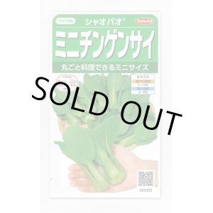 画像: 送料無料　[中国野菜]　シャオパオ(ミニチンゲンサイ)　約500粒　(株)サカタのタネ　実咲350（002992）