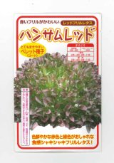 画像: 送料無料　[レタス]　ハンサムレッド　100粒　横浜植木(株)