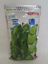 画像: [そら豆]　三連　1L(およそ210粒)　タキイ種苗(株)