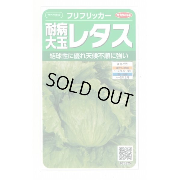 画像1: 送料無料　[レタス]　耐病大玉レタス(フリフリッカー)およそ140粒　(株)サカタのタネ　実咲350（003027） (1)