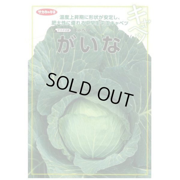 画像2: 送料無料　[キャベツ]　がいな　コート5千粒　（株）サカタのタネ (2)