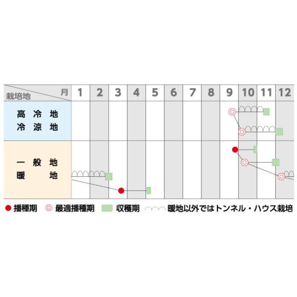 画像2: [ほうれんそう]　ピンドン　種子サイズＭ　　　3万粒　（株）サカタのタネ (2)