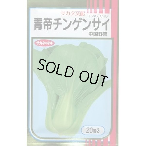 画像1: 送料無料　[中国野菜]　チンゲンサイ　青帝チンゲンサイ　20ml(2024年5％増量)　(株)サカタのタネ (1)