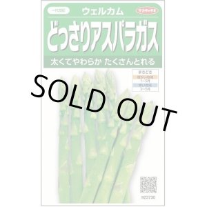 画像: 送料無料　[アスパラガス]　ウェルカム　約20粒　(株)サカタのタネ　実咲400（003040）