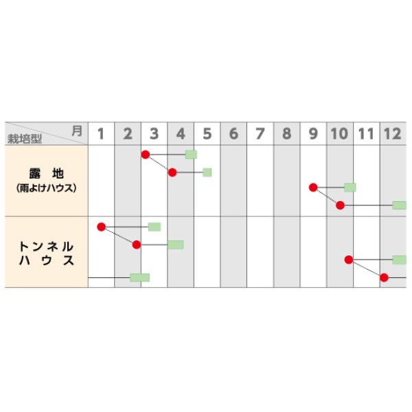 画像2: 送料無料　[小松菜]　さくらぎ　20ml　（株）サカタのタネ (2)