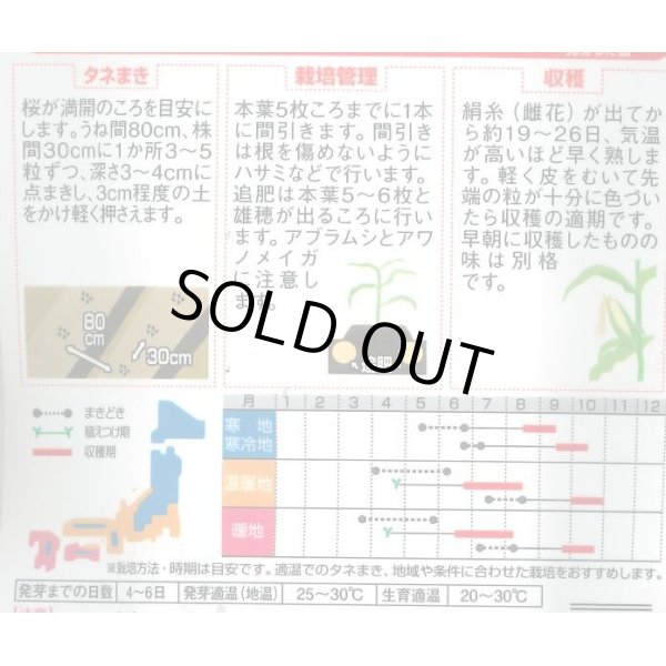 画像2: 送料無料　[とうもろこし]　ゴールドラッシュ90　約55粒　(株)サカタのタネ　実咲450（002890） (2)